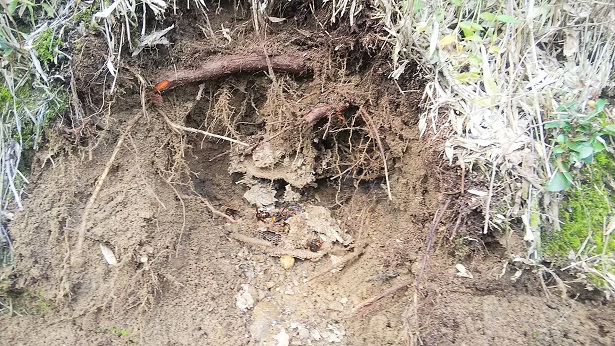 京都府宇治市で法面の地中に営巣したクロスズメバチの蜂の巣駆除