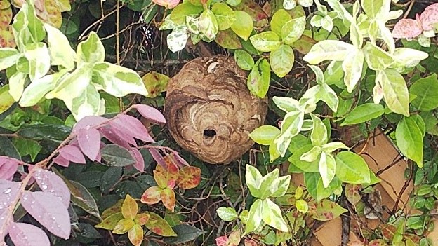 京都府宇治市で生垣に営巣したコガタスズメバチの蜂の巣駆除）