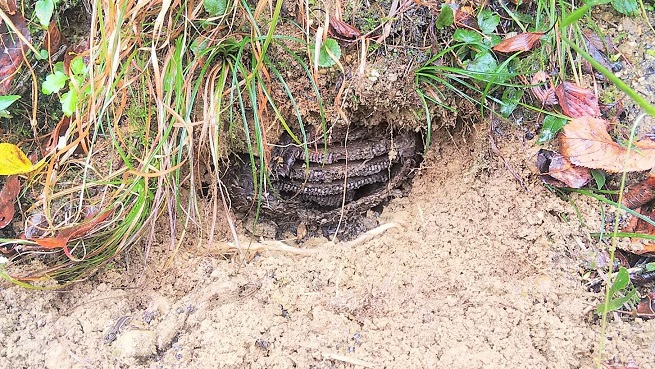 京都府宇治市で地中に営巣したクロスズメバチの蜂の巣駆除