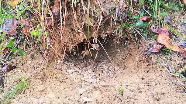 京都府宇治市で地中に営巣したクロスズメバチの蜂の巣駆除