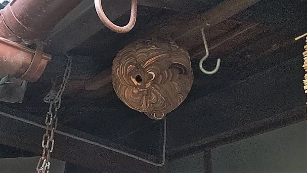 滋賀県守山市で中庭軒下に営巣したコガタスズメバチの蜂の巣駆除