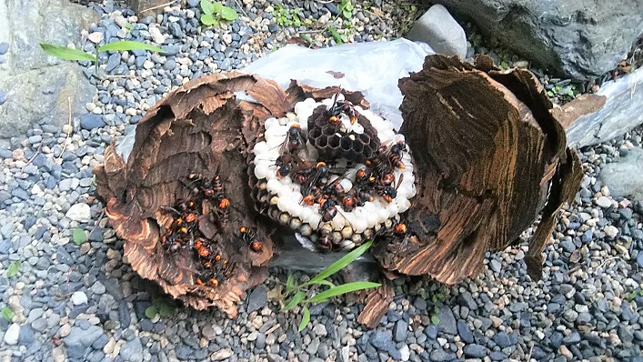 滋賀県守山市で中庭軒下に営巣したコガタスズメバチの蜂の巣駆除