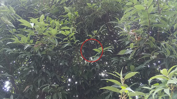 滋賀県守山市で庭木に営巣したコガタスズメバチの蜂の巣駆除