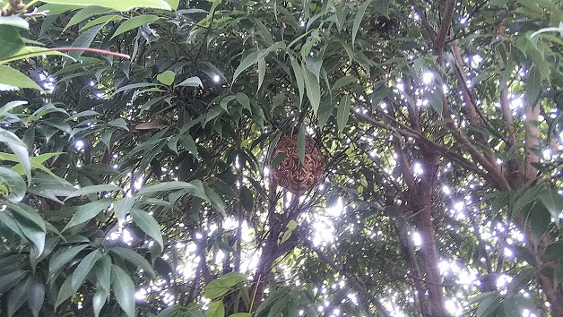 滋賀県守山市で庭木に営巣したコガタスズメバチの蜂の巣駆除