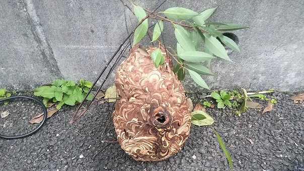 滋賀県守山市で庭木に営巣したコガタスズメバチの蜂の巣駆除
