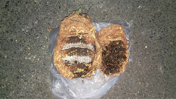 滋賀県守山市で庭木に営巣したコガタスズメバチの蜂の巣駆除