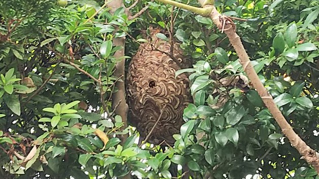 滋賀県守山市で庭木に営巣したコガタスズメバチの蜂の巣駆除
