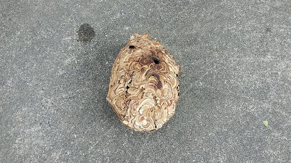 滋賀県守山市で庭木に営巣したコガタスズメバチの蜂の巣駆除