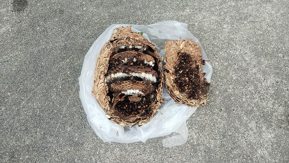 滋賀県守山市で庭木に営巣したコガタスズメバチの蜂の巣駆除