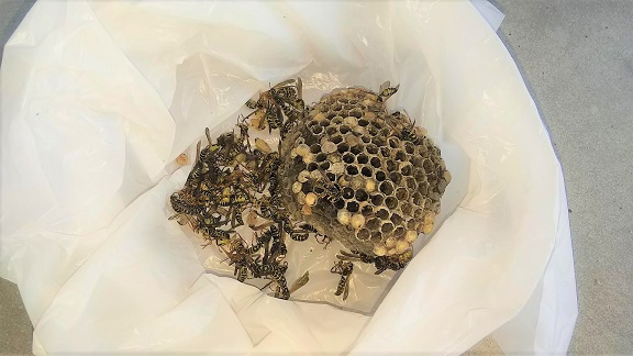 滋賀県守山市で１階屋根内樋に営巣したアシナガバチの蜂の巣駆除