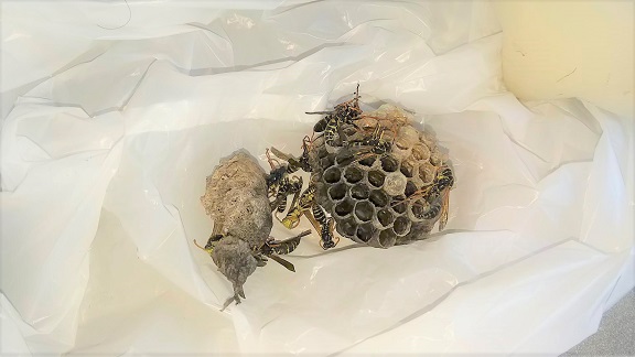 滋賀県守山市で１階屋根内樋に営巣したアシナガバチの蜂の巣駆除