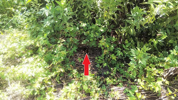 滋賀県守山市で庭の地中に営巣したオオスズメバチの蜂の巣駆除