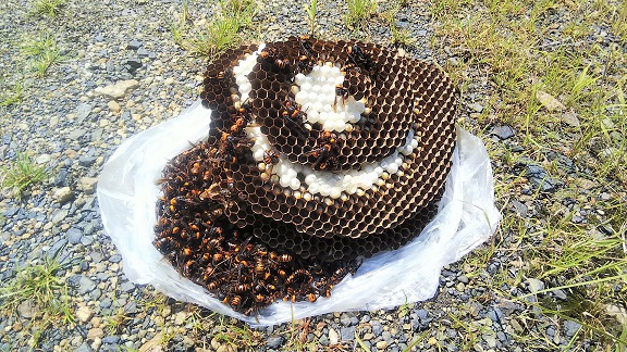 滋賀県守山市で庭の地中に営巣したオオスズメバチの蜂の巣駆除
