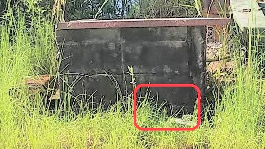 滋賀県守山市でコンクリートブロック囲い内に営巣したモンスズメバチの蜂の巣駆除