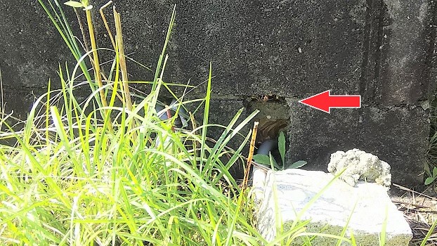 滋賀県守山市でコンクリートブロック囲い内に営巣したモンスズメバチの蜂の巣駆除