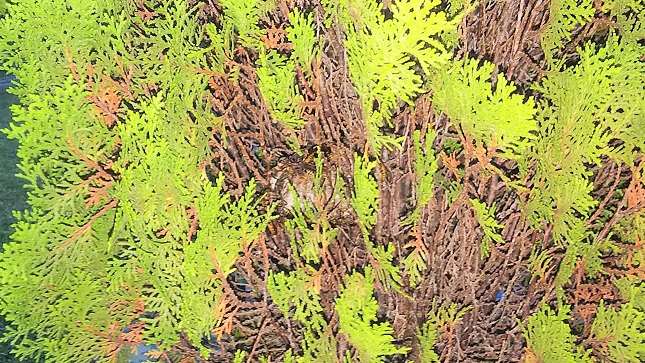 滋賀県守山市で庭木に営巣したアシナガバチの蜂の巣駆除
