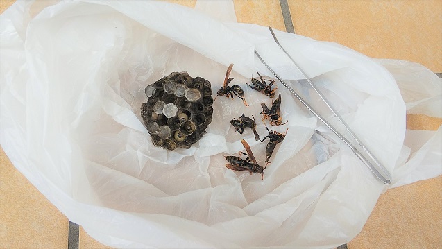 滋賀県守山市で裏門の門柱に営巣したアシナガバチの蜂の巣駆除