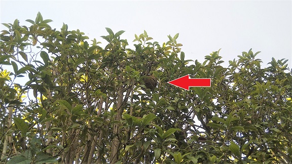 滋賀県守山市で生垣に営巣したコガタスズメバチの蜂の巣駆除