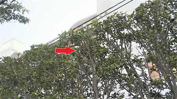 滋賀県守山市で生垣に営巣したコガタスズメバチの蜂の巣駆除