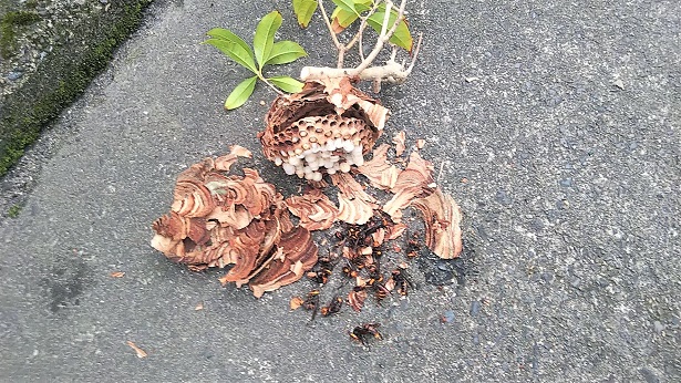 滋賀県守山市で生垣に営巣したコガタスズメバチの蜂の巣駆除