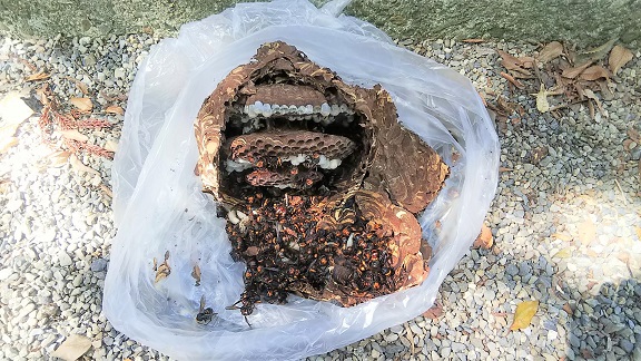 滋賀県守山市で本殿前通路屋根に営巣したコガタスズメバチの蜂の巣駆除