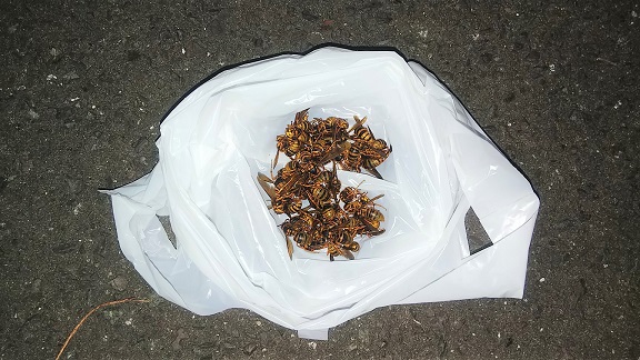 福井県小浜市で２階屋根裏に営巣したキイロスズメバチの蜂の巣駆除