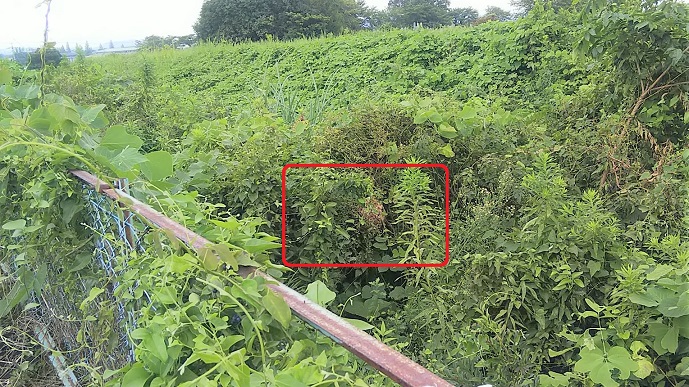 滋賀県東近江市で草むらに営巣したコガタスズメバチの蜂の巣駆除