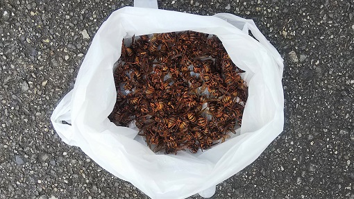 大阪府枚方市で屋根内部に営巣したキイロスズメバチの蜂の巣駆除