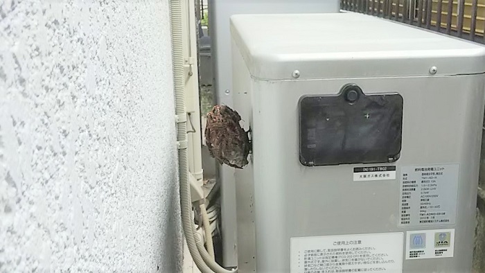 大阪府枚方市で室外機裏に営巣したアシナガバチの蜂の巣駆除