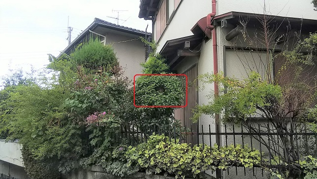 大阪府枚方市で庭木に営巣したコガタスズメバチの蜂の巣駆除