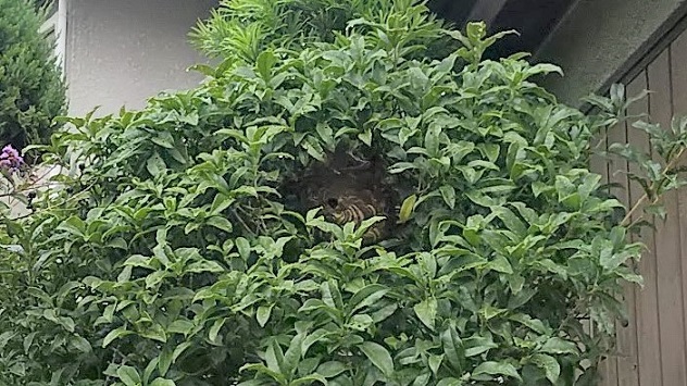 大阪府枚方市で庭木に営巣したコガタスズメバチの蜂の巣駆除
