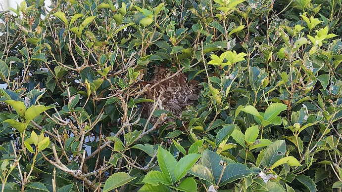 滋賀県湖南市で垣根に営巣したコガタスズメバチの蜂の巣駆除