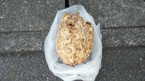 滋賀県湖南市で垣根に営巣したコガタスズメバチの蜂の巣駆除