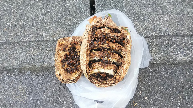 滋賀県湖南市で垣根に営巣したコガタスズメバチの蜂の巣駆除