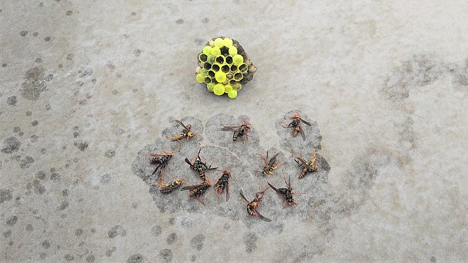 滋賀県湖南市で２階軒下に営巣したアシナガバチの蜂の巣駆除