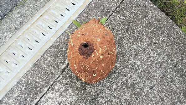 滋賀県甲賀市甲南町で庭木に営巣したコガタスズメバチの蜂の巣駆除
