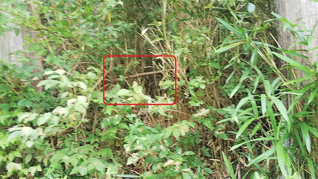 滋賀県甲賀市甲賀町で林道脇法面の地中に営巣したオオスズメバチの蜂の巣駆除