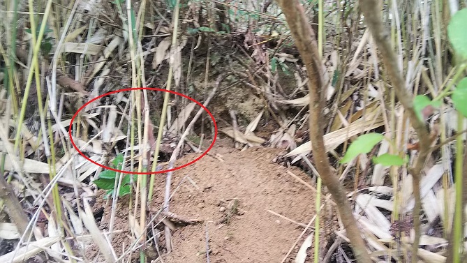 滋賀県甲賀市甲賀町で林道脇法面の地中に営巣したオオスズメバチの蜂の巣駆除