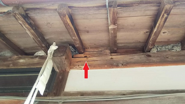 滋賀県米原市で１階屋根裏に営巣したキイロスズメバチの蜂の巣駆除