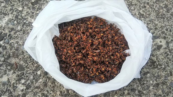 滋賀県米原市で１階屋根裏に営巣したキイロスズメバチの蜂の巣駆除