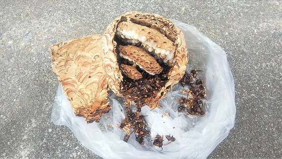 滋賀県米原市で２階軒下に営巣したコガタスズメバチの蜂の巣駆除