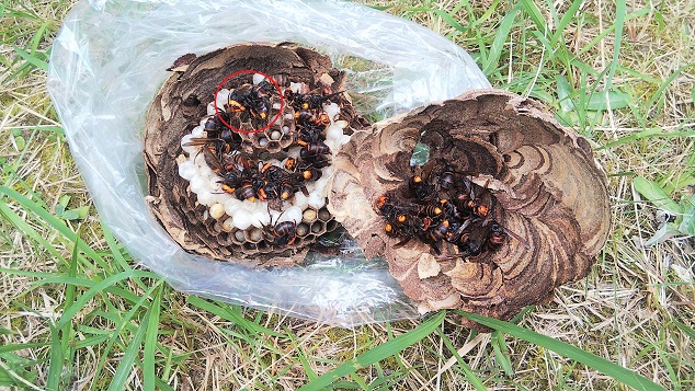 滋賀県草津市で２階ベランダ下に営巣したコガタスズメバチの蜂の巣駆除