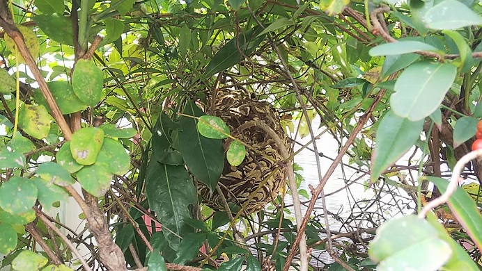 三重県鈴鹿市で庭木に営巣したコガタスズメバチの蜂の巣駆除