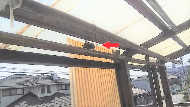 滋賀県長浜市でベランダ軒下に営巣したアシナガバチの蜂の巣駆除