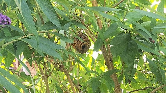 滋賀県高島市で庭木に営巣したコガタスズメバチの蜂の巣駆除