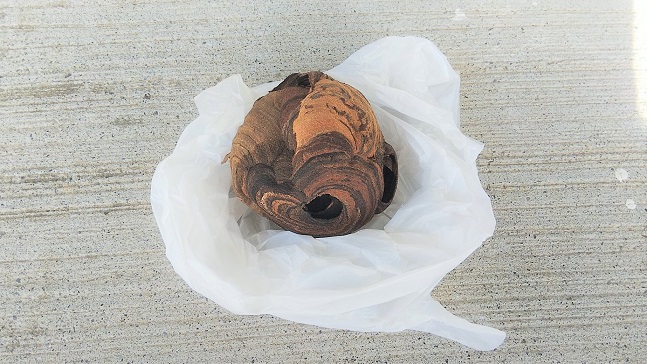 滋賀県高島市で庭木に営巣したコガタスズメバチの蜂の巣駆除