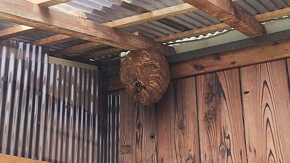 滋賀県甲賀市土山町で物置の天井に営巣したコガタスズメバチの蜂の巣駆除