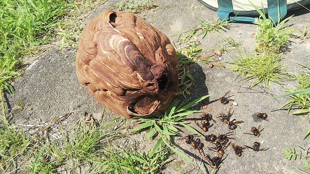 滋賀県甲賀市土山町で物置の天井に営巣したコガタスズメバチの蜂の巣駆除