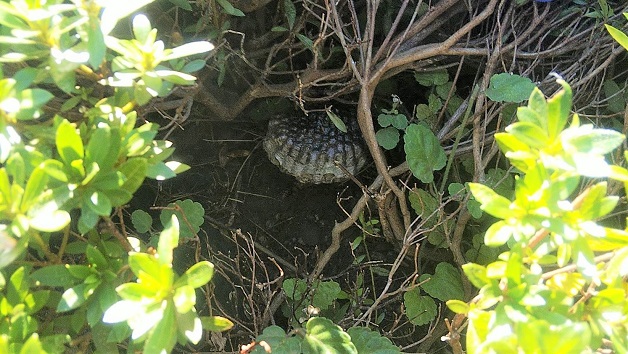 滋賀県大津市で庭木に営巣したアシナガバチの蜂の巣駆除