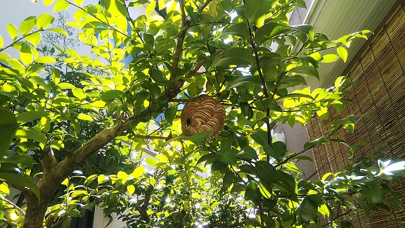 滋賀県大津市で庭木に営巣したコガタスズメバチの蜂の巣駆除